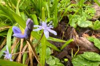 Scilla bifolia