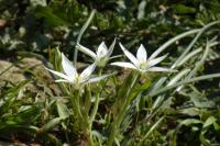 Ornithogalum divergens
