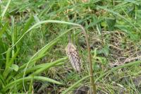 Fritillaria meleagris