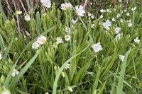 Rabelera holostea