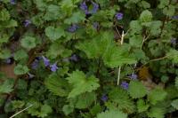 Glechoma hederacea