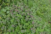 Lamium maculatum