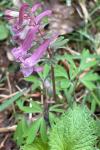 Corydalis solida