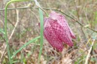 Fritillaria meleagris