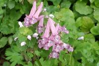 Corydalis solida