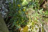 Senecio vulgaris