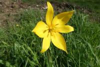 Tulipa sylvestris