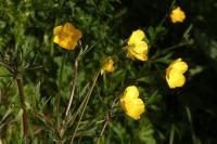 Ranunculus bulbosus