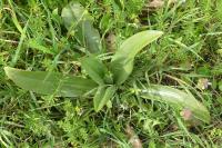 Himantoglossum hircinum