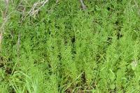 Galium aparine