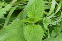 Urtica dioica