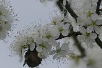 Prunus spinosa