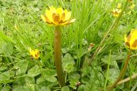 Ficaria verna