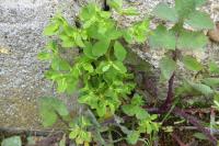 Euphorbia peplus