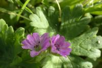 Geranium molle