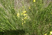 Cytisus scoparius