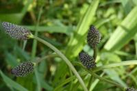 Plantago lanceolata