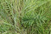 Cirsium eriophorum