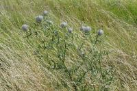 Cirsium eriophorum