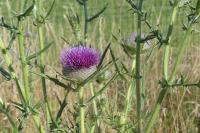 Cirsium eriophorum