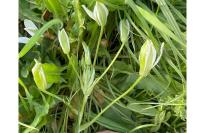 Ornithogalum divergens