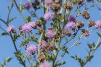Cirsium arvense