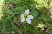 Saxifraga granulata