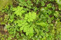 Chelidonium majus