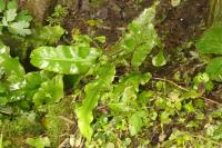 Asplenium scolopendrium