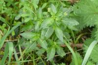 Mercurialis annua
