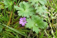 Geranium molle