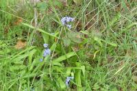 Hyacinthoides non-scripta