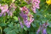 Corydalis solida