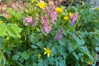 Corydalis solida
