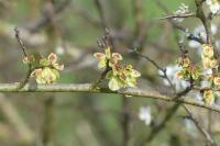 Ulmus minor