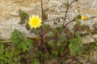 Sonchus oleraceus