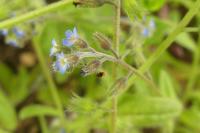 Myosotis arvensis