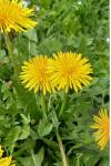 Taraxacum officinale