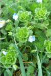Veronica persica