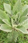 Verbascum thapsus