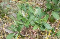 Lonicera periclymenum