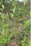 Euonymus europaeus