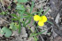 Ranunculus auricomus