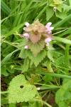 Lamium purpureum