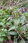 Pulmonaria officinalis
