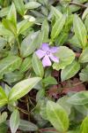 Vinca minor