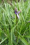 Hyacinthoides non-scripta