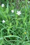 Rabelera holostea