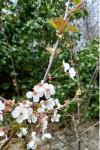 Prunus avium