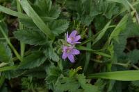 Erodium moschatum